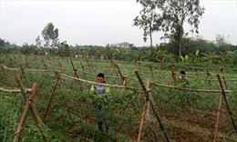 Nam Định chuyển đổi cây trồng phù hợp